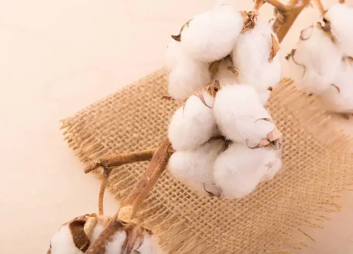 cotton