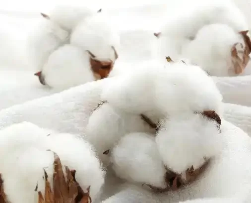  cotton